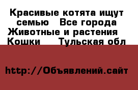 Красивые котята ищут семью - Все города Животные и растения » Кошки   . Тульская обл.